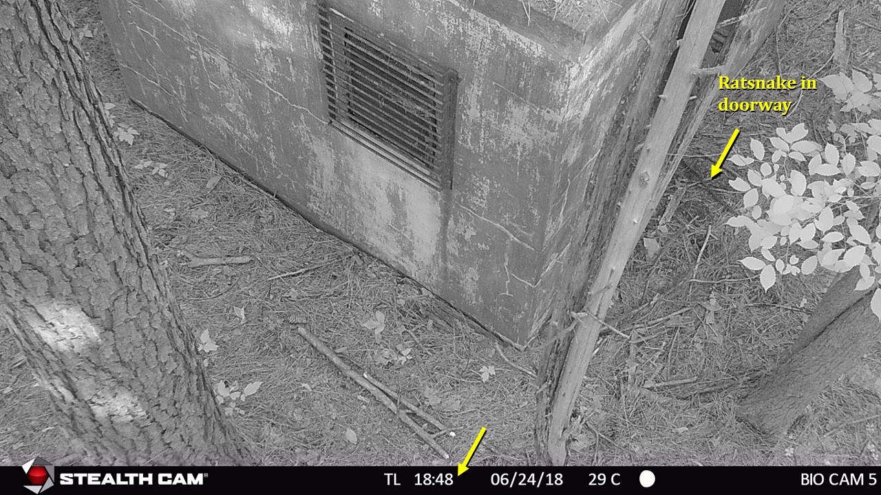 11 snake exits front door 1